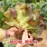 紫红奶油汉堡生菜种子紫叶生菜种子甜脆沙拉菜罗马生菜