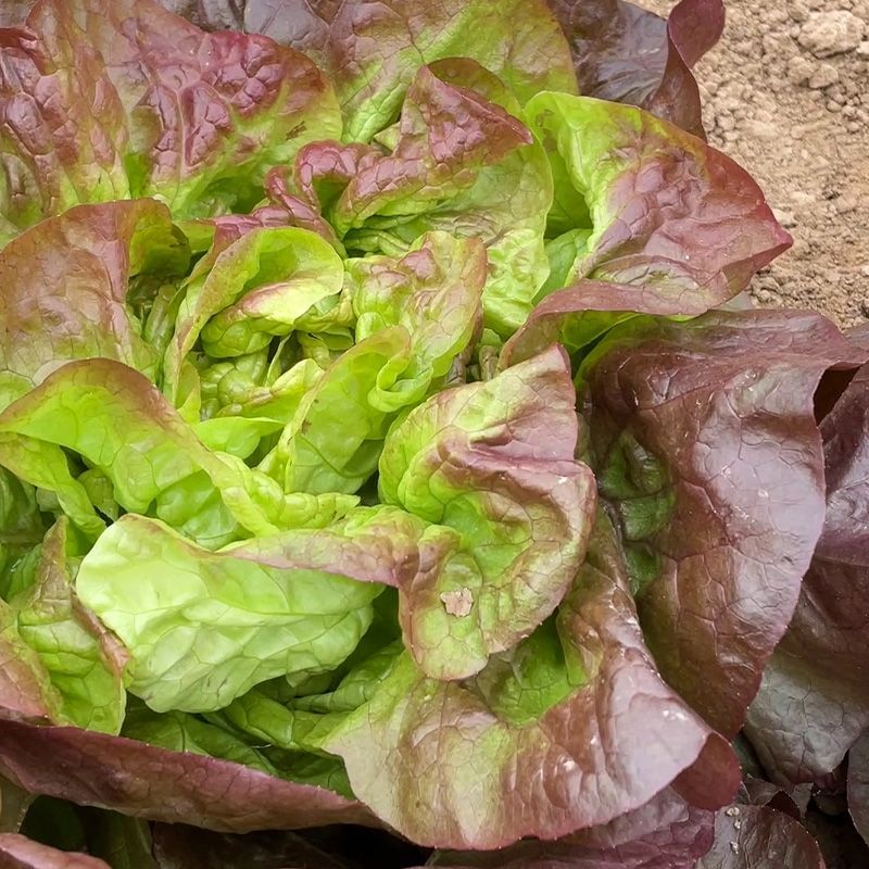 紫红奶油汉堡生菜种子紫叶生菜种子甜脆沙拉菜罗马生菜
