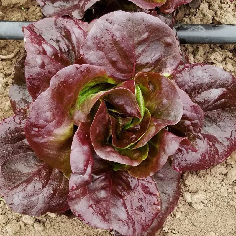 紫红奶油汉堡生菜种子紫叶生菜种子甜脆沙拉菜罗马生菜