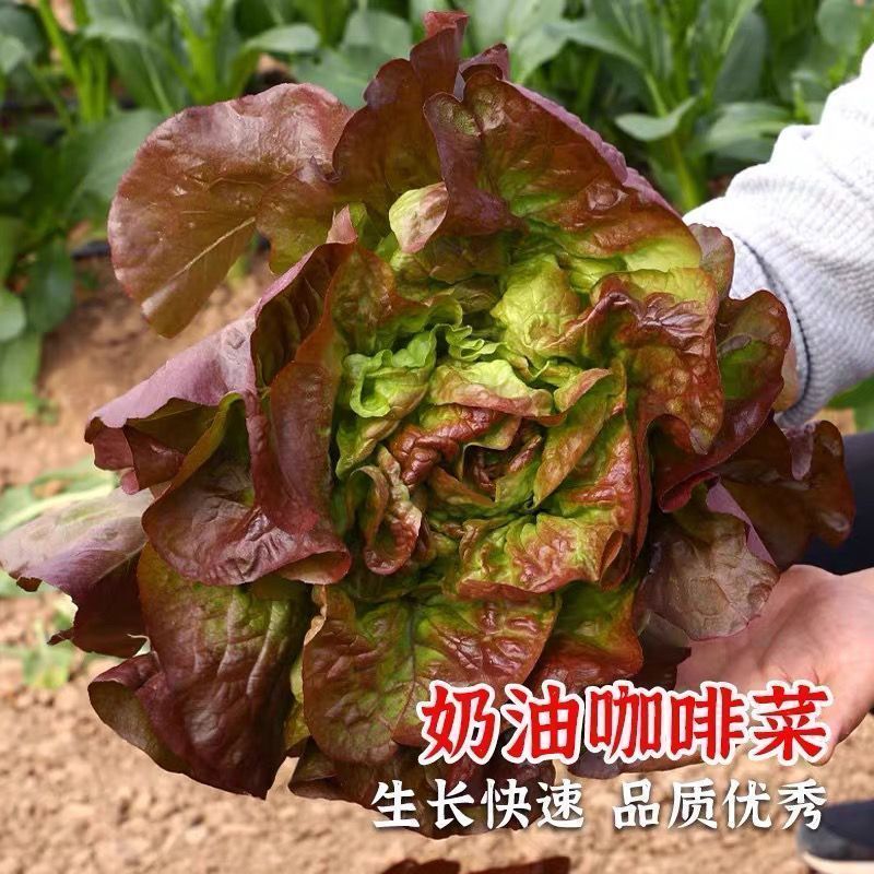紫红奶油汉堡生菜种子紫叶生菜种子甜脆沙拉菜罗马生菜