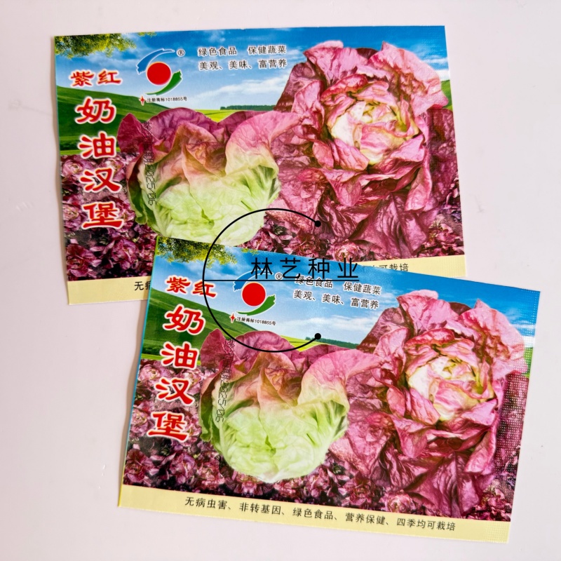 紫红奶油汉堡生菜种子紫叶生菜种子甜脆沙拉菜罗马生菜