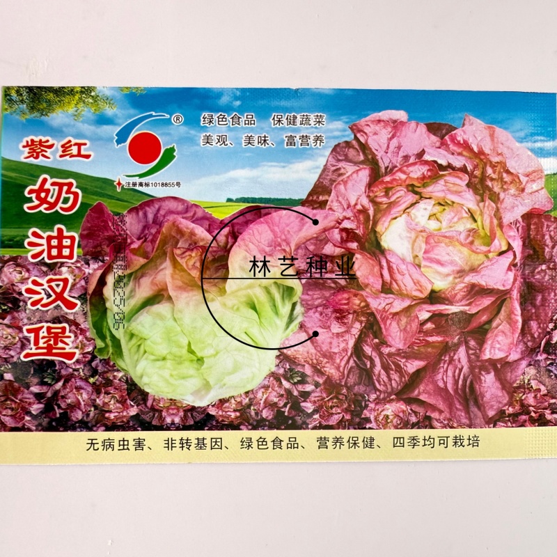 紫红奶油汉堡生菜种子紫叶生菜种子甜脆沙拉菜罗马生菜
