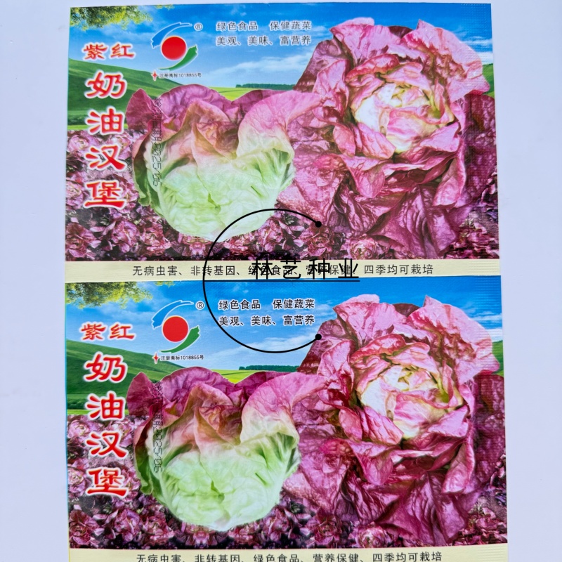 紫红奶油汉堡生菜种子紫叶生菜种子甜脆沙拉菜罗马生菜