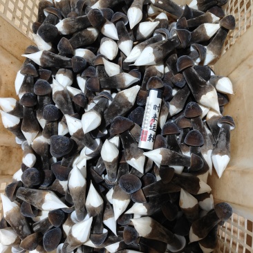 黑皮鸡枞菌