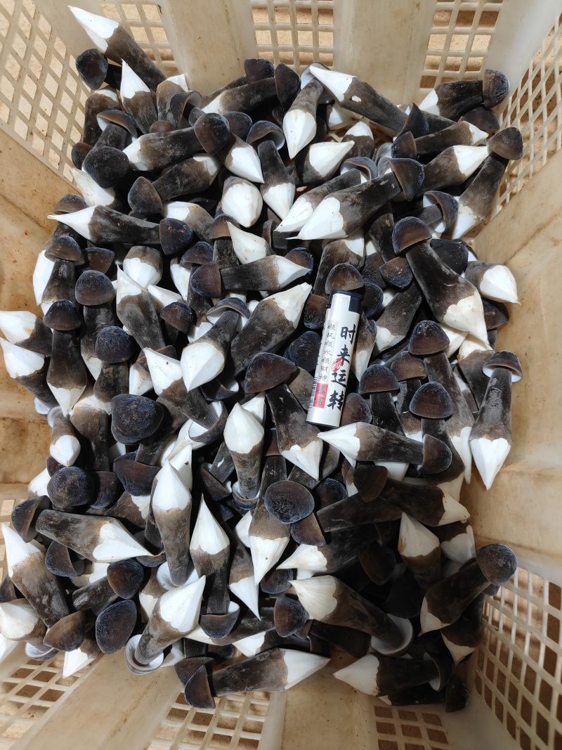 黑皮鸡枞菌