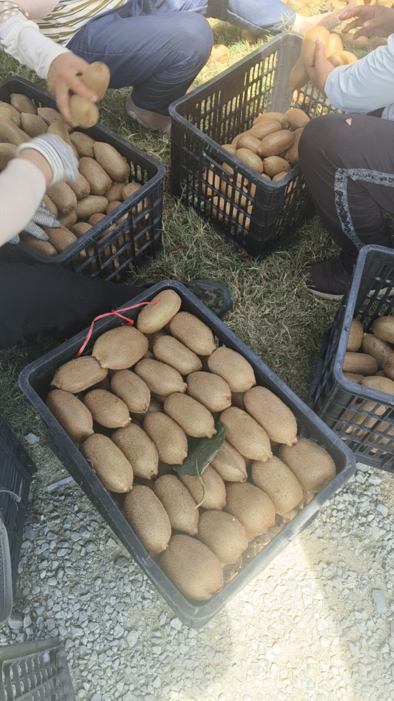 【新鲜上市】湖南绿心猕猴桃源头直采可供应市场/电商/超市