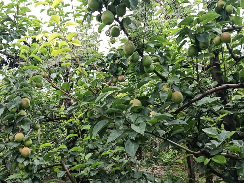 新梨七号马上上市，不抹药色泽鲜亮口感香甜，欢迎新老客户惠
