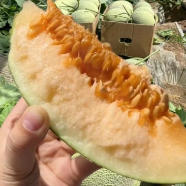 山东西州蜜哈密瓜，糖度高，口感好，产地直销，全国发货