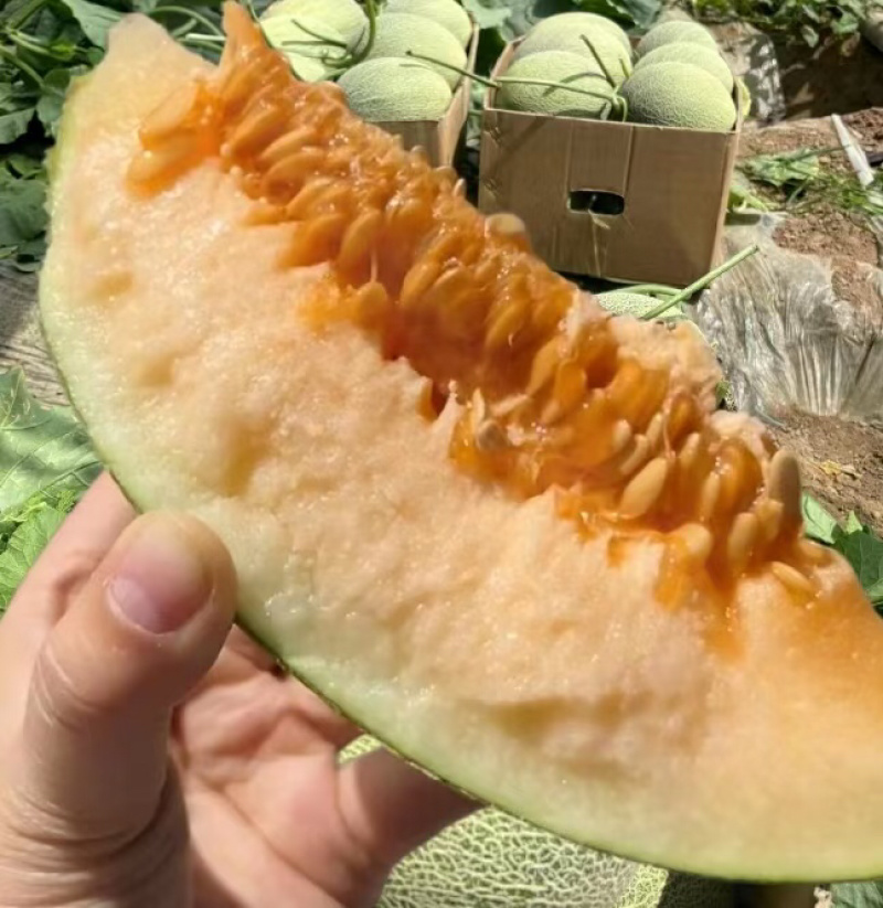 山东西州蜜哈密瓜，糖度高，口感好，产地直销，全国发货