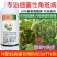 默赛鲜丰10%春雷寡糖素水稻稻瘟病条斑病黄瓜角斑病杀