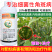 默赛鲜丰10%春雷寡糖素水稻稻瘟病条斑病黄瓜角斑病杀