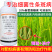 默赛鲜丰10%春雷寡糖素水稻稻瘟病条斑病黄瓜角斑病杀