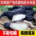 洪湖菱角新鲜老菱角粉糯莲角黑菱角湖北特产菱角新鲜生棱角凌角