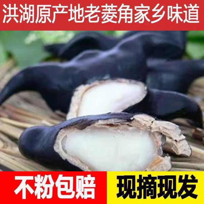 洪湖菱角新鲜老菱角粉糯莲角黑菱角湖北特产菱角新鲜生棱角凌角