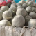 山东西州蜜哈密瓜，糖度高，口感好，产地直销，全国发货