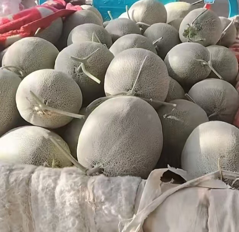 山东西州蜜哈密瓜，糖度高，口感好，产地直销，全国发货