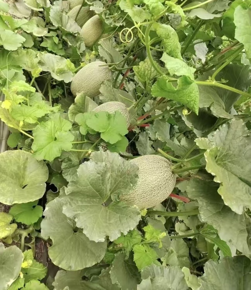 山东西州蜜哈密瓜，糖度高，口感好，产地直销，全国发货
