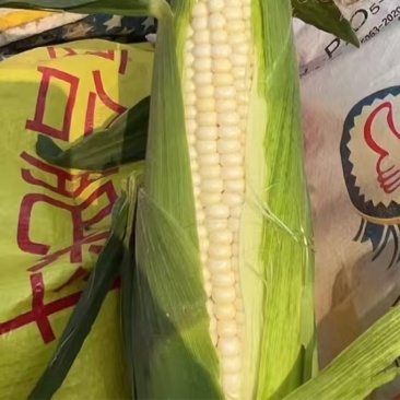 山东新鲜白糯玉米，基地直发，供应全国市场，电商，商超
