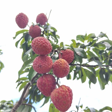 荔枝，仙进奉荔枝！
