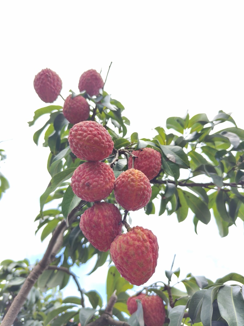 荔枝，仙进奉荔枝！