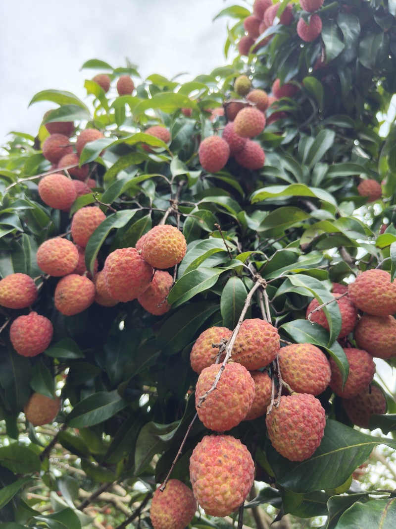 荔枝，仙进奉荔枝！
