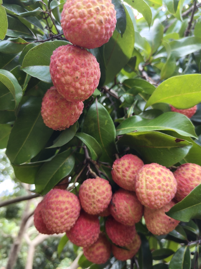 荔枝，仙进奉荔枝！