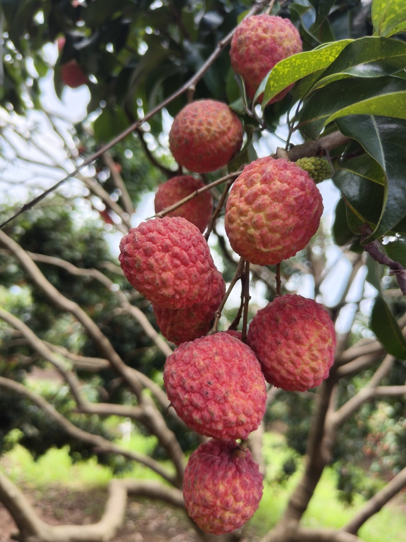 荔枝，仙进奉荔枝！