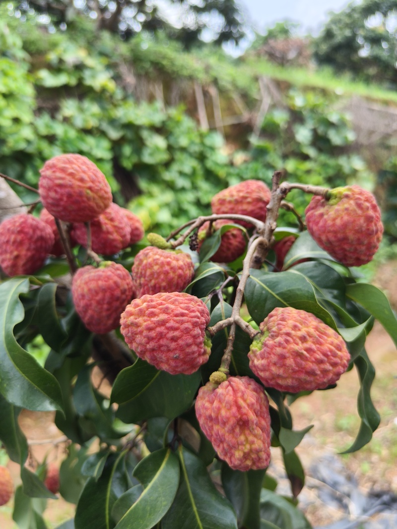 荔枝，仙进奉荔枝！