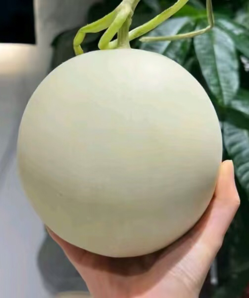 山东潍坊玉菇甜瓜，香瓜，蜜瓜，糖度高，口感好，产地直发