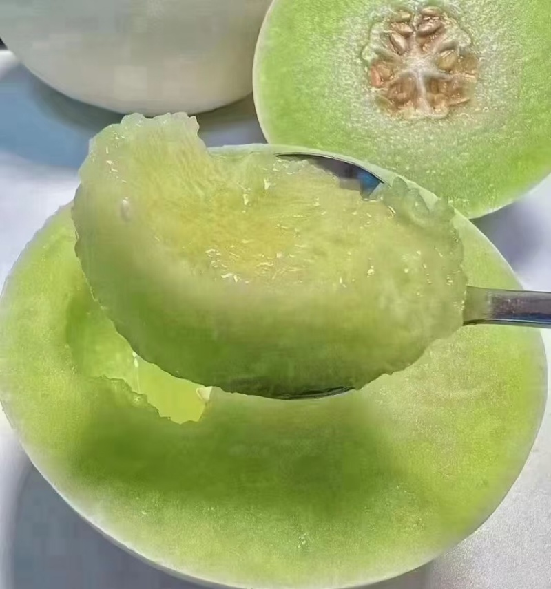 山东潍坊玉菇甜瓜，香瓜，蜜瓜，糖度高，口感好，产地直发