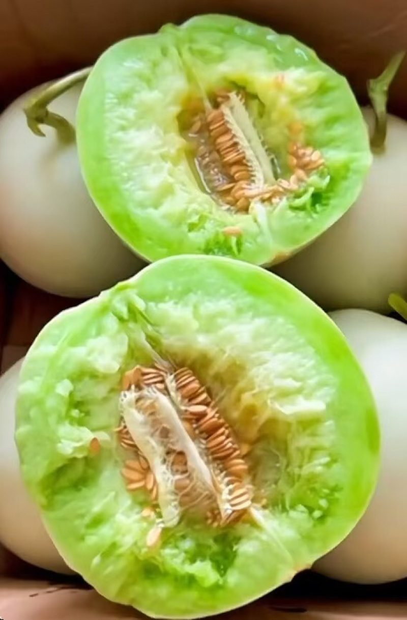 山东潍坊玉菇甜瓜，香瓜，蜜瓜，糖度高，口感好，产地直发