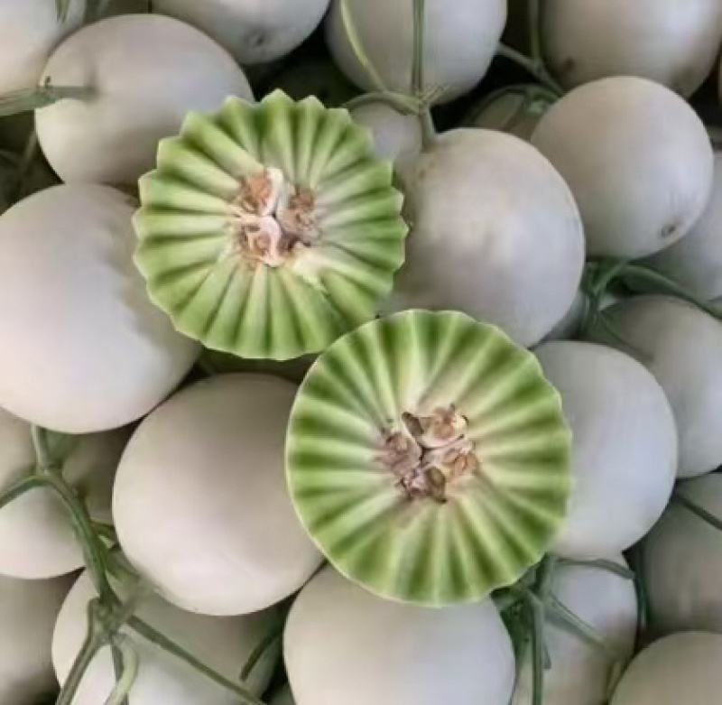 山东潍坊玉菇甜瓜，香瓜，蜜瓜，糖度高，口感好，产地直发