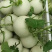 山东潍坊玉菇甜瓜，香瓜，蜜瓜，糖度高，口感好，产地直发