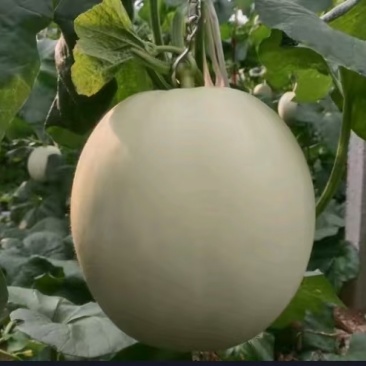 山东潍坊玉菇甜瓜，香瓜，蜜瓜，糖度高，口感好，产地直发