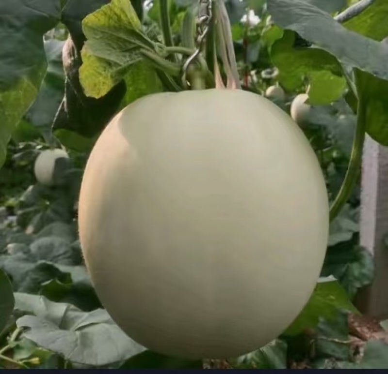 山东潍坊玉菇甜瓜，香瓜，蜜瓜，糖度高，口感好，产地直发