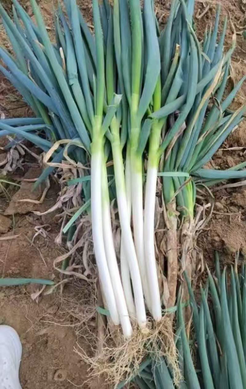 山东安丘铁杆大葱，净葱，一手货源，品质保证，可事视频看货