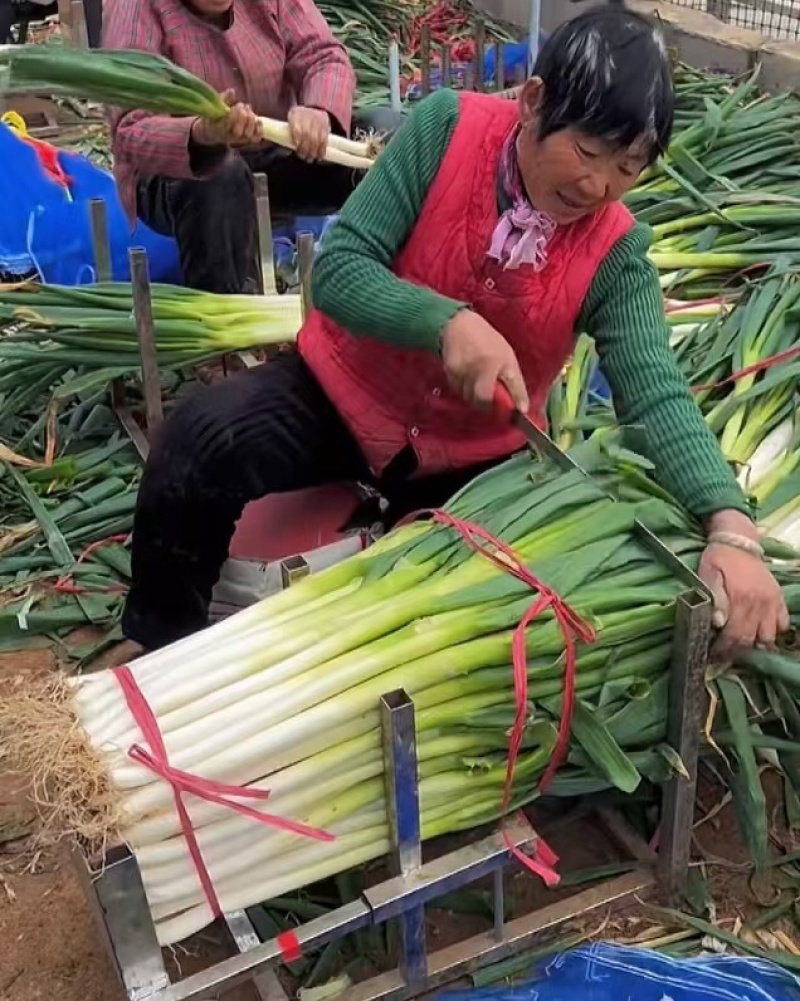 山东安丘铁杆大葱，净葱，一手货源，品质保证，可事视频看货