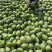 宁夏中卫石头瓜硒砂瓜大吨位供货中