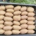湖南湘西凤凰猕猴桃米良一号，现货大量供应各大电商、市场。