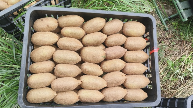 湖南湘西凤凰猕猴桃米良一号，现货大量供应各大电商、市场。