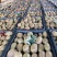 湖南湘西凤凰猕猴桃米良一号，现货大量供应各大电商、市场。
