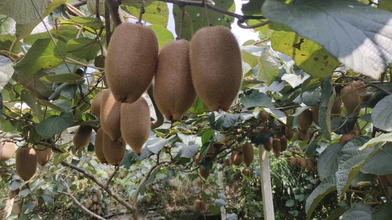 湖南湘西凤凰猕猴桃米良一号，现货大量供应各大电商、市场。