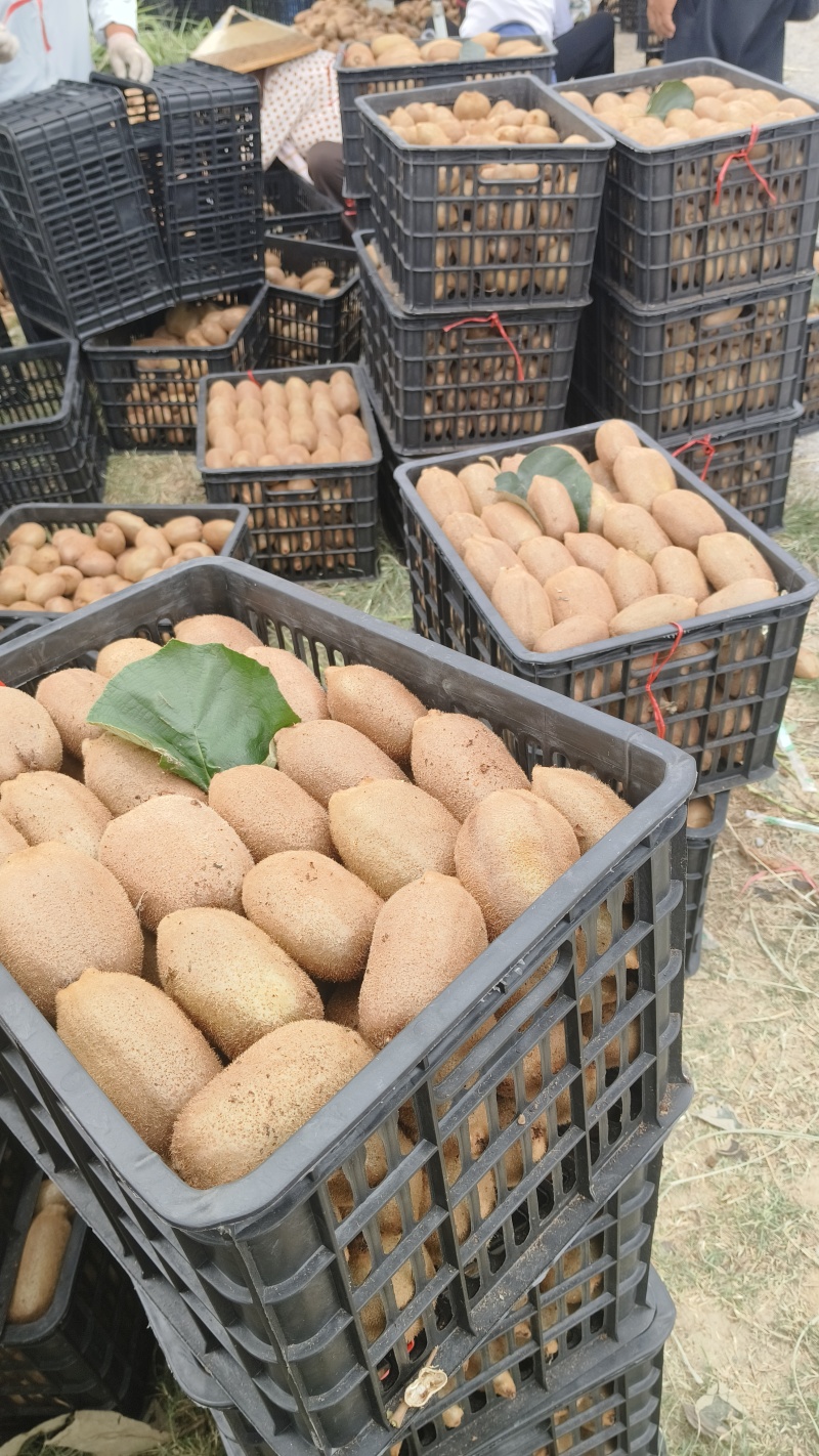 湖南湘西凤凰猕猴桃米良一号，现货大量供应各大电商、市场。