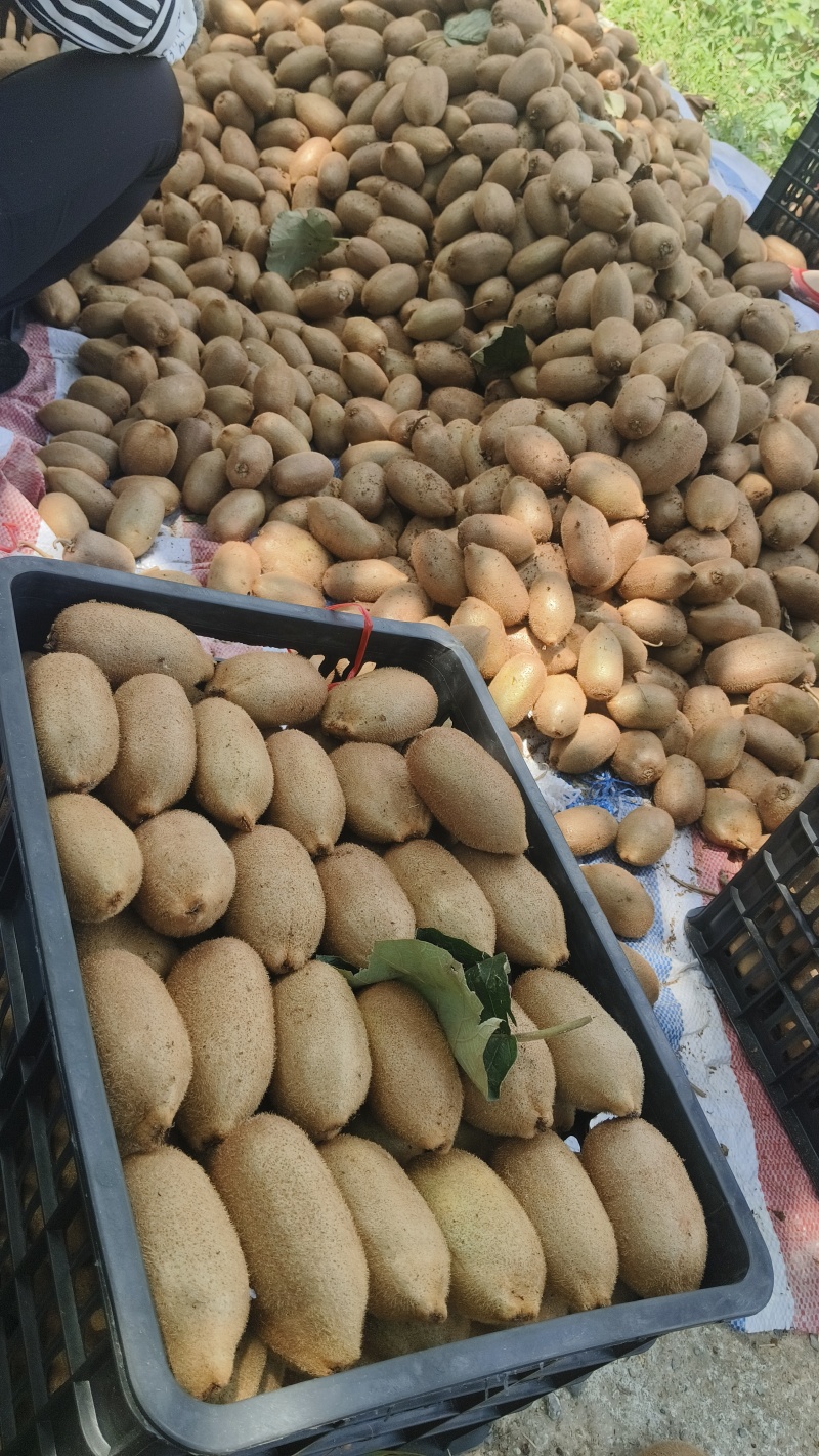 湖南湘西凤凰猕猴桃米良一号，现货大量供应各大电商、市场。