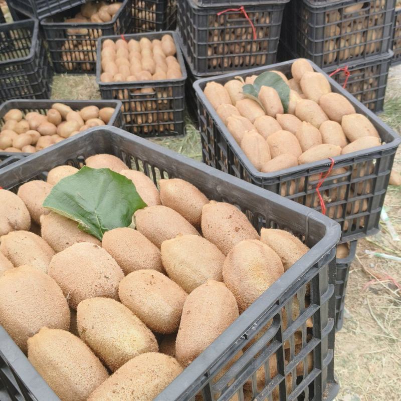 湖南湘西凤凰猕猴桃米良一号，现货大量供应各大电商、市场。