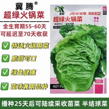 超绿火锅菜种子秋冬白菜种籽皱叶大白菜种子杂交抗病高产蔬菜