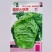 超绿火锅菜种子秋冬白菜种籽皱叶大白菜种子杂交抗病高产蔬菜