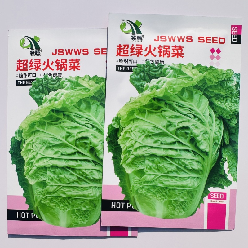 超绿火锅菜种子秋冬白菜种籽皱叶大白菜种子杂交抗病高产蔬菜