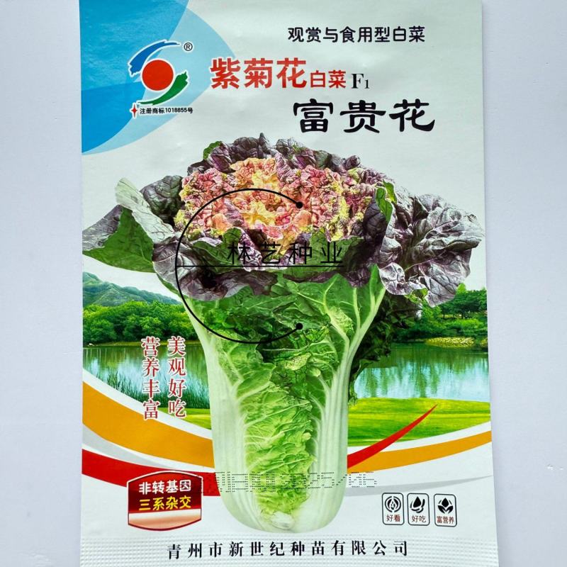 富贵花紫菊花白菜种子高产抗病耐热耐寒农家菜园家庭阳台