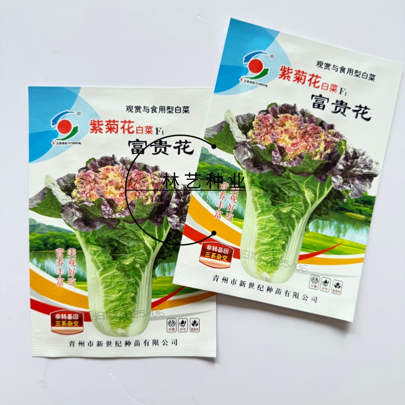 富贵花紫菊花白菜种子高产抗病耐热耐寒农家菜园家庭阳台
